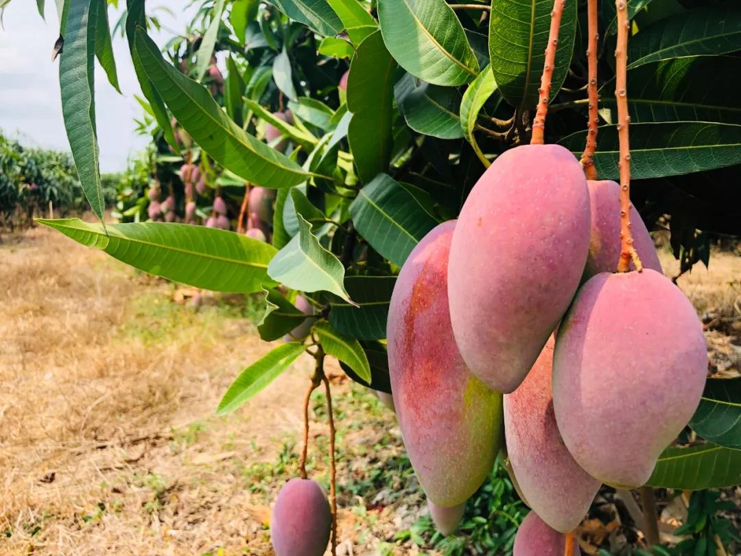 香甜多汁又软糯芒果1斤只要3块多,贵妃芒芒果直播卖货9.9元5斤