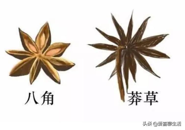 假八角和真的八角有什么区别,八角有毒的鉴别方法