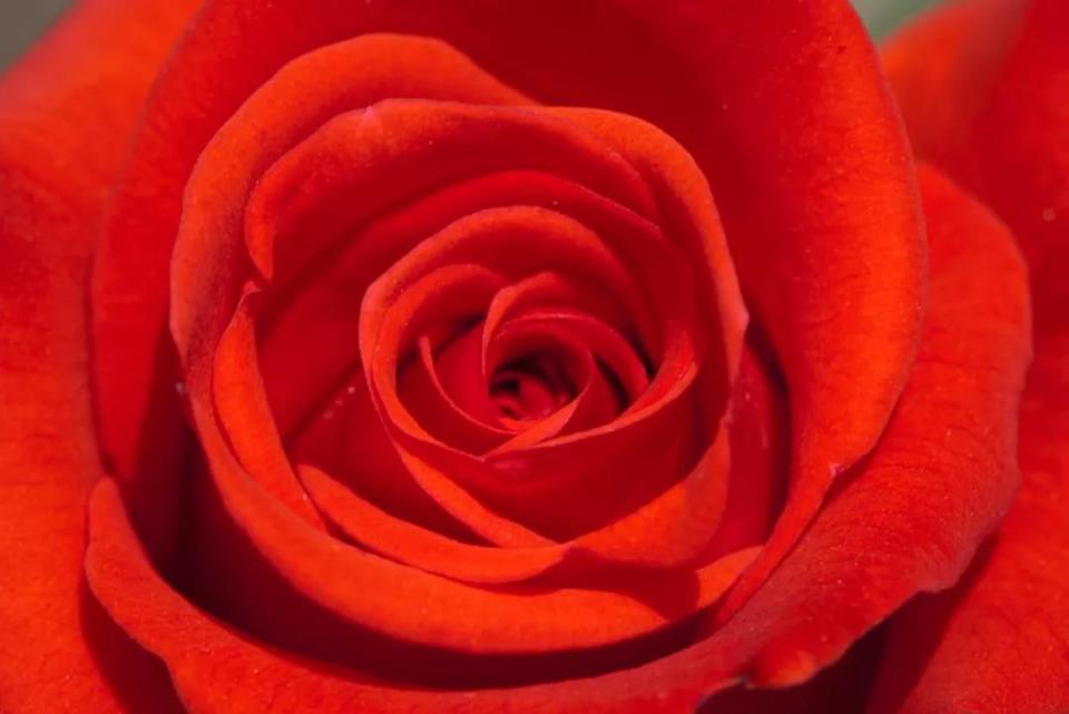 人民币花卉图案分别是什么花,19年第五版人民币花卉