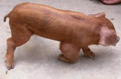 猪的关节肿大有没有民间偏方可治,猪的脚关节肿怎么治疗