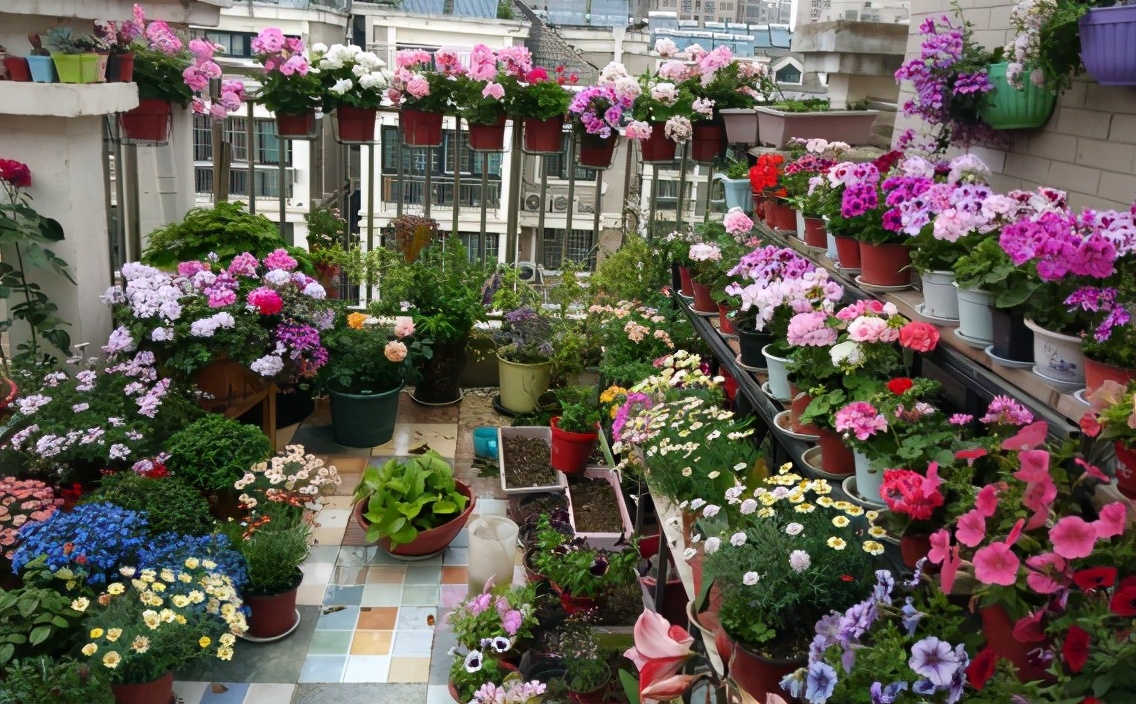 简单实用低成本自制养花肥料,用废物种菜种花