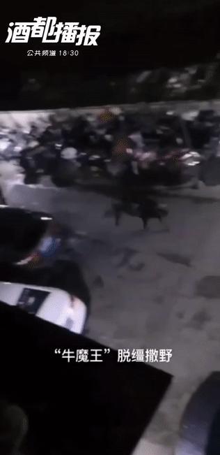 宜宾这个地方出现惊险一幕，“黑猫警长”大战“牛魔王”