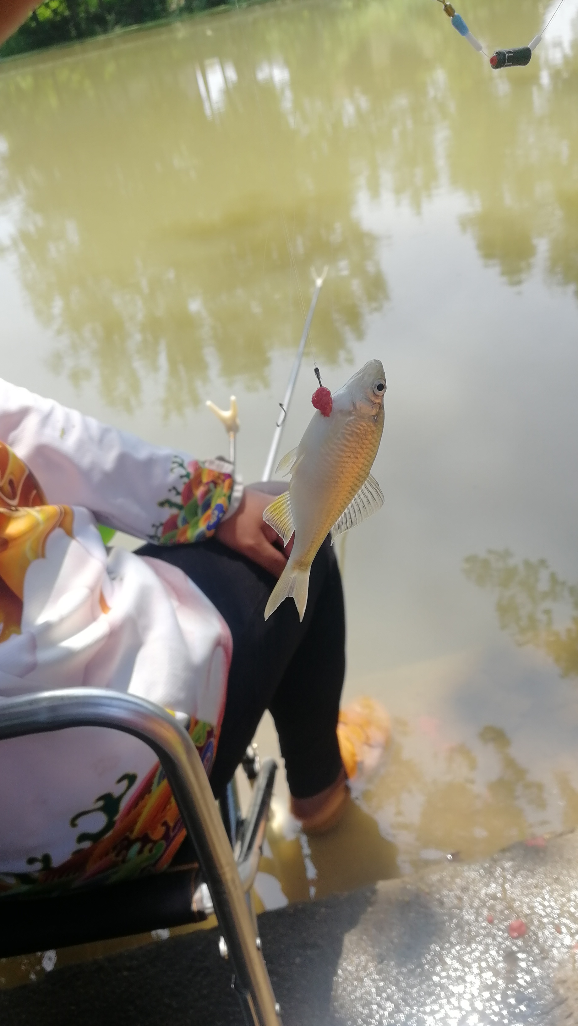 小鱼闹窝怎么调整最快,规避小鱼闹窝的好方法