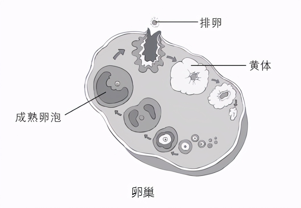 姨妈血到底应该什么颜色?赶快来比对——《女性呵护指南》