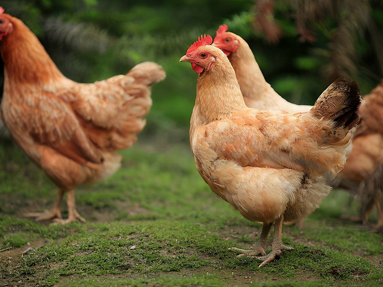 鸡拉稀红色绿色应吃什么药,鸡拉稀绿色粪便鸡冠发白