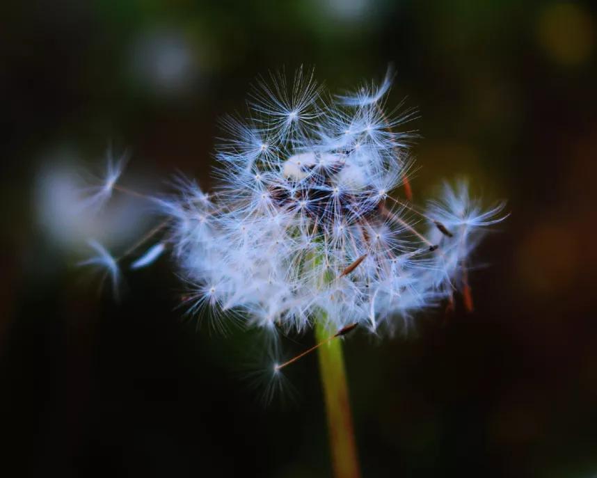 五月杭州西湖美景好看的照片,草长莺飞的图片