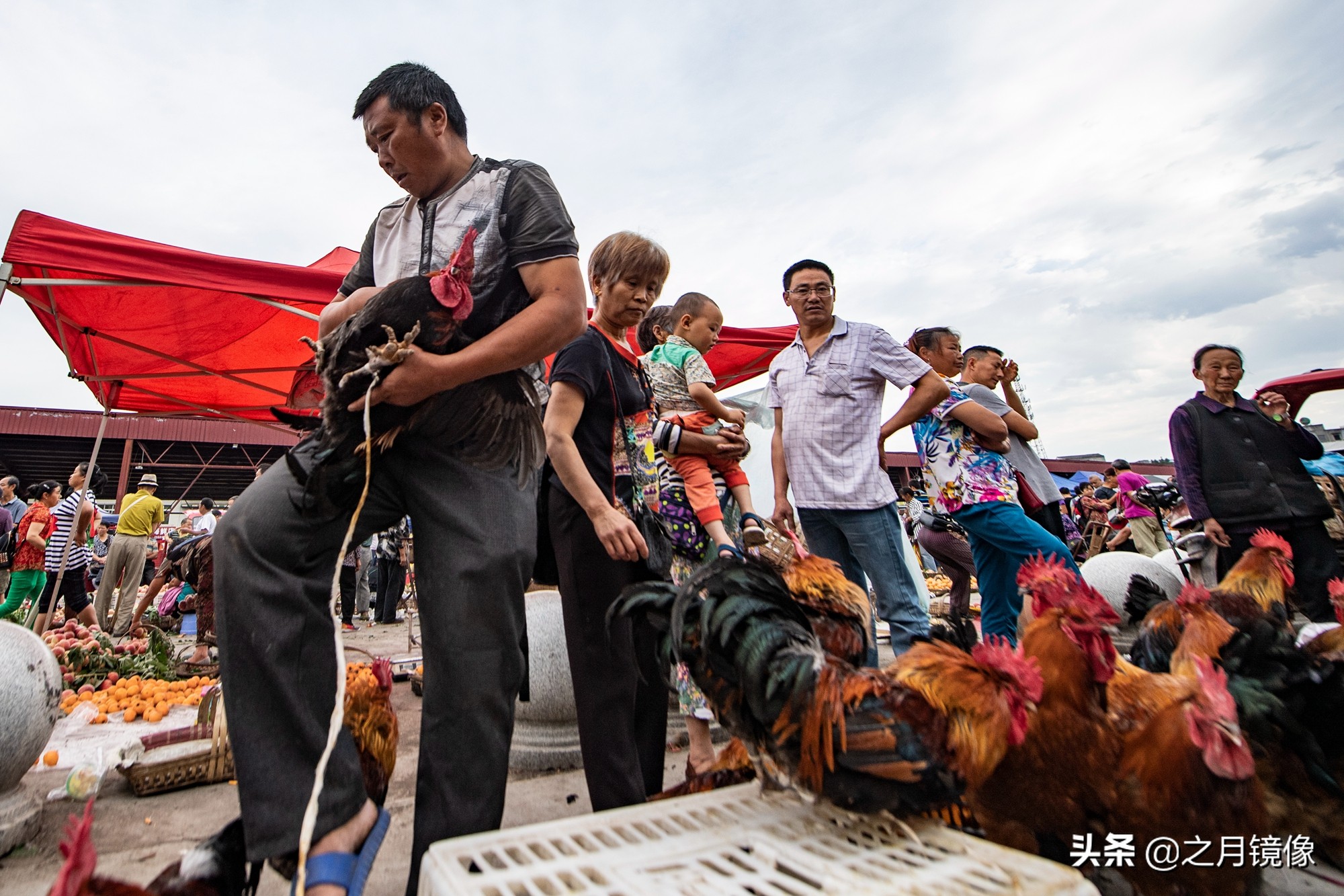 天府新区太平枇杷,成都太平枇杷批发市场