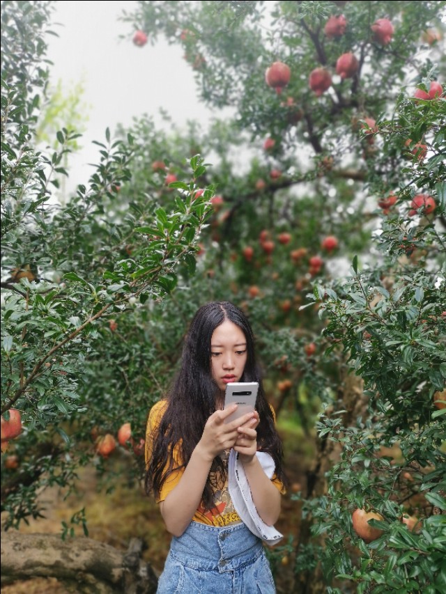 云南建水酸石榴皮薄多汁,建水县老树酸甜石榴