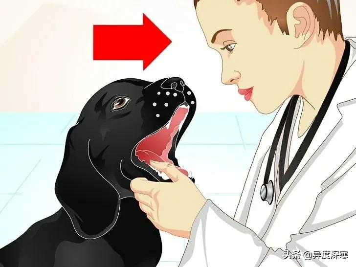 狗狗软便的解决方法,改善狗狗软便最有效的东西