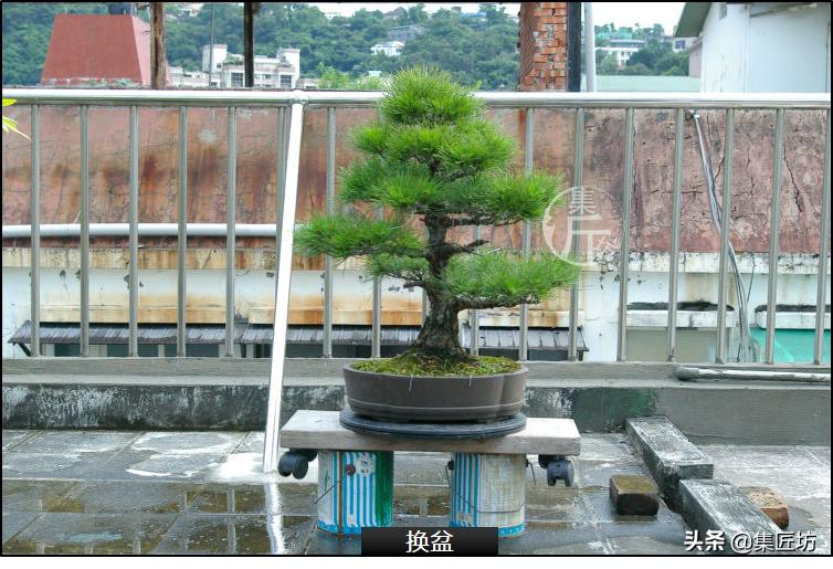 黑松盆景造型实例图解 (小型黑松造型盆景)