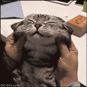 猫咪发出咕噜咕噜声是怎么样的,猫咪发出咕噜咕噜的声响