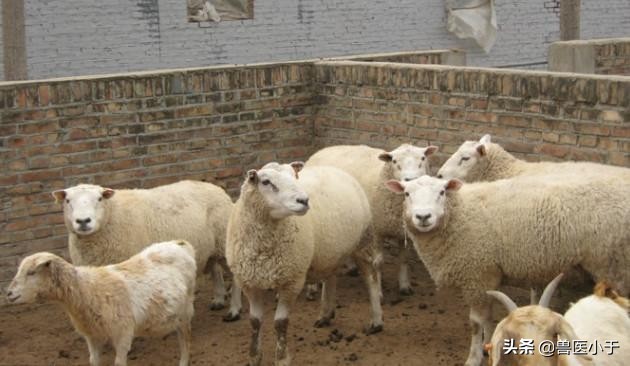 羊外伤怎么治疗效果最好,羊外伤用什么药防止感染