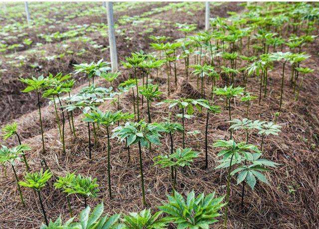 三七病害分析和防治方案,如何防治三七根腐病