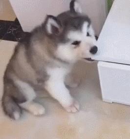 比熊狗狗老是乱咬东西怎么办,狗狗在家乱咬东西怎么办