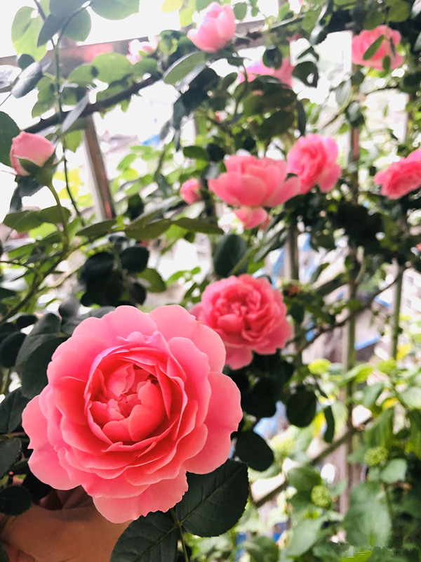 7种小型藤本植物,能在阳台上养,花量巨大,花期长,阳台变花园