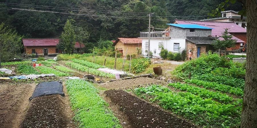 我们在距芜湖70公里的古坝村，找到了向往的生活