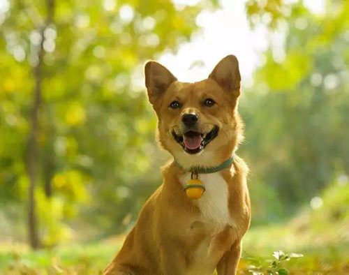 土狗掉毛专用药,狗掉毛严重怎么办用什么药