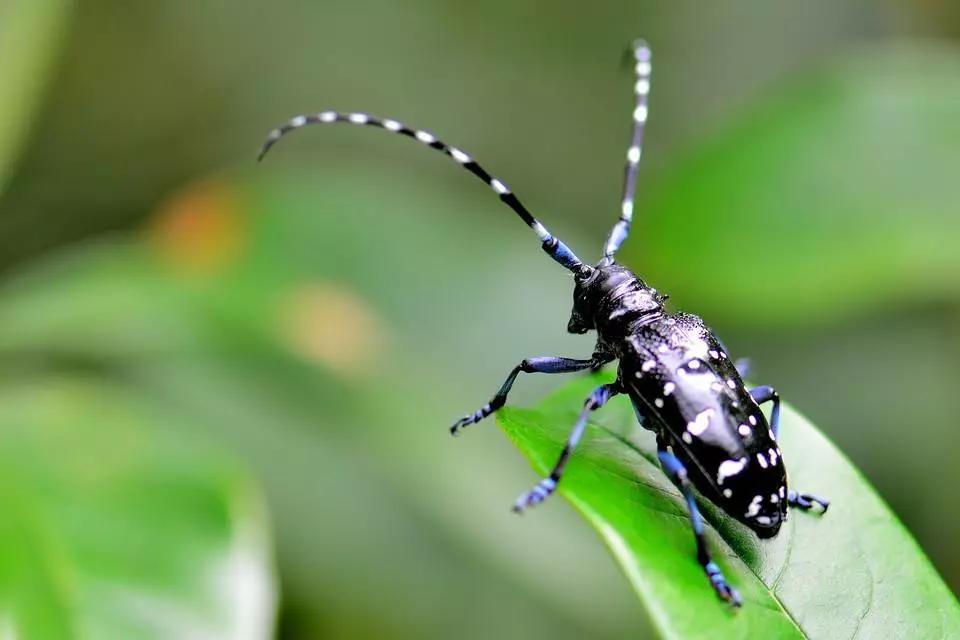 樱桃防治虫害的方法,樱桃虫害防治绝招