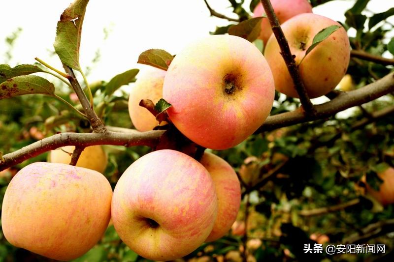 果园采摘新疆阿克苏糖心苹果,老家果园的苹果熟了欢迎来品尝