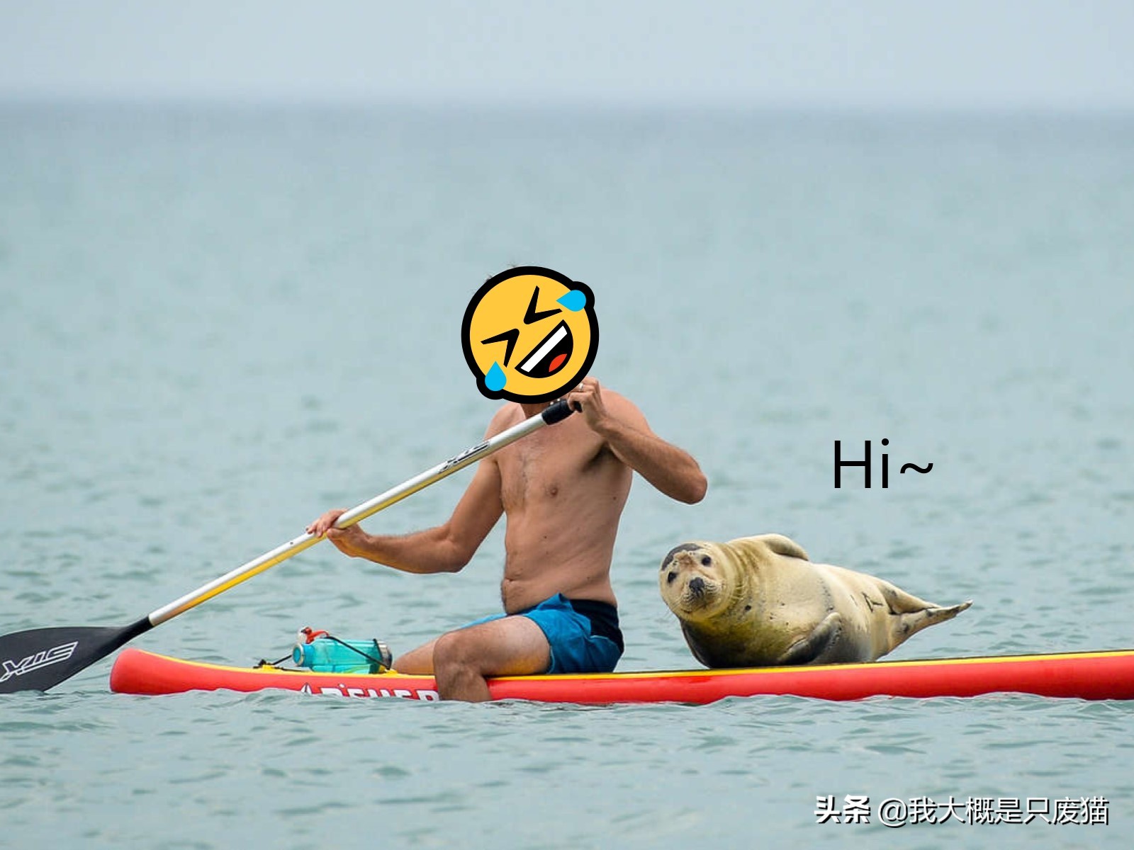 野生海豹不怕人,野生海豹保护