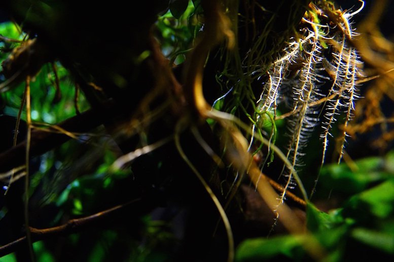 南美水族论坛推荐,南美水草造景论坛