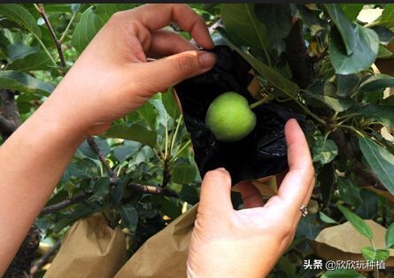 水果套袋哪种最好,葡萄果袋套袋方法