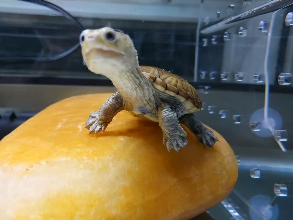 猪肉降价了我们能吃吗,现在什么蛋龟在降价