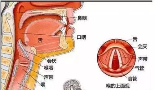 医生常用的解剖学、内外科口诀
