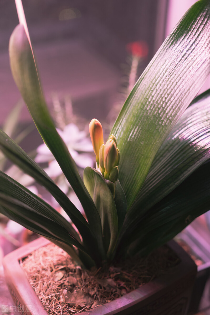 君子兰换盆口诀大全,老花匠如何给君子兰换盆