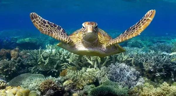 全球惊艳的10个海底世界，看到第一个就想出发！