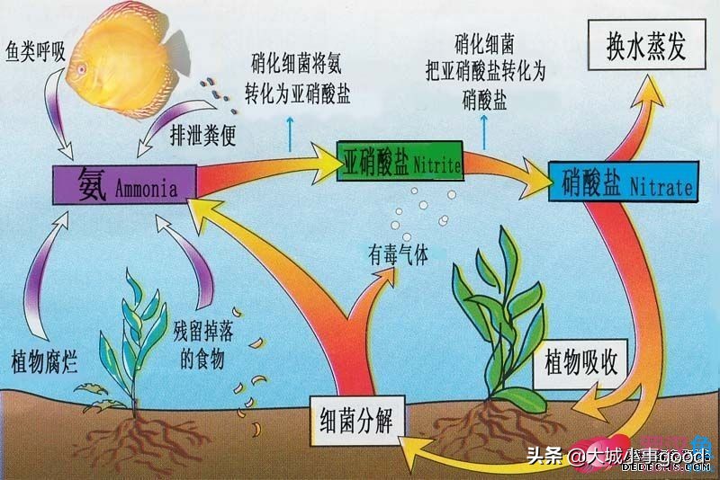 养鱼滤材必备知识大全视频,养鱼用什么滤材最好
