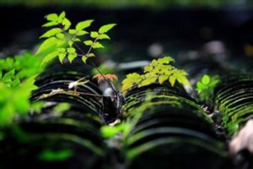 云南野水仙花,云南野的水仙花