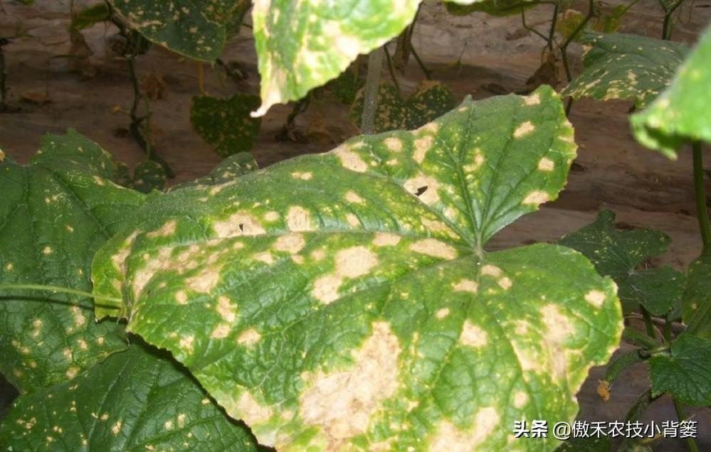 叶片上出现黄斑点是什么病,叶片有黄斑白斑怎么办