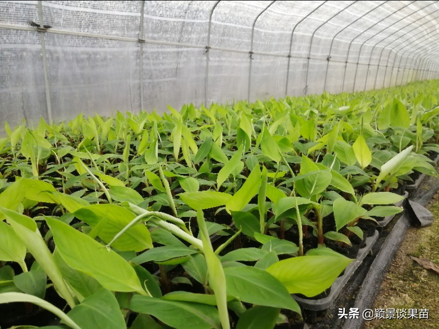 广西平果香蕉苗,香蕉苗品种图片大全