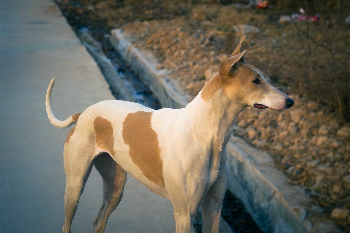 狗狗为什么养不胖,铲屎官必知的6个狗狗喂养好习惯