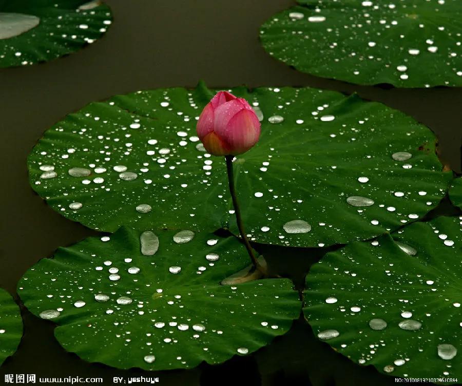 佛系最唯美的荷花图片,清新淡雅的荷花图片大全