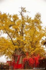 晋城最大的村冶底村,晋城泽州冶底村