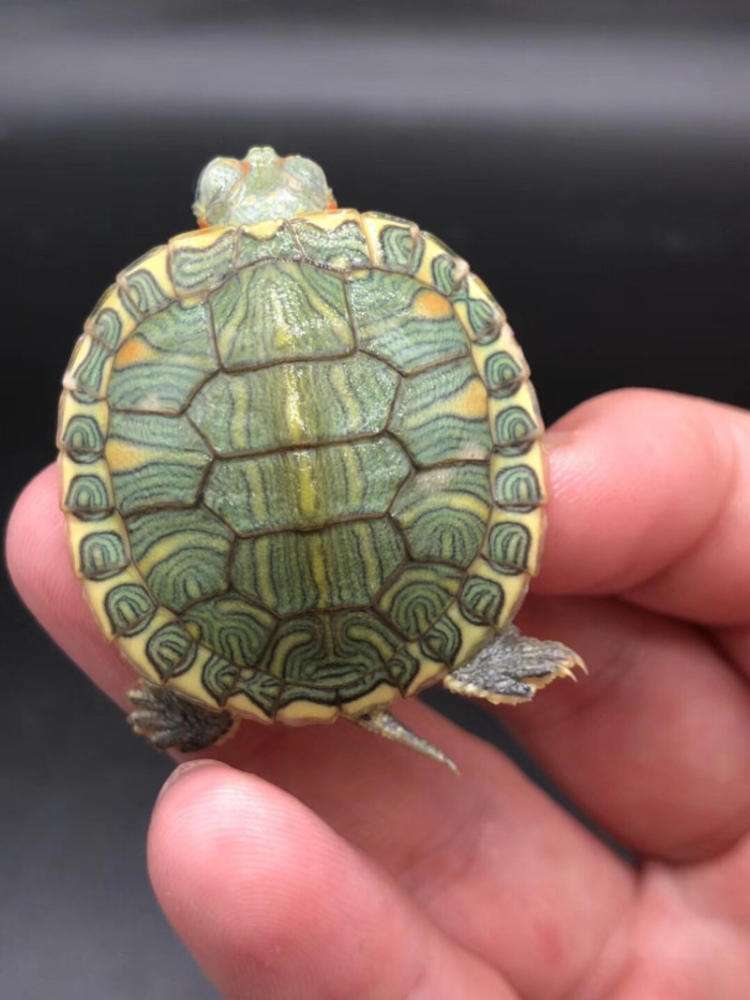 怎么养巴西龟最省钱图片,刚入手一小只巴西龟怎么养