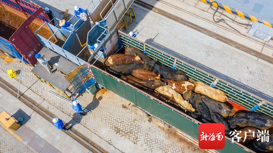 你的免税红酒准备好了吗？澳洲进口牛肉明日起在海南部分商超及直营店开售