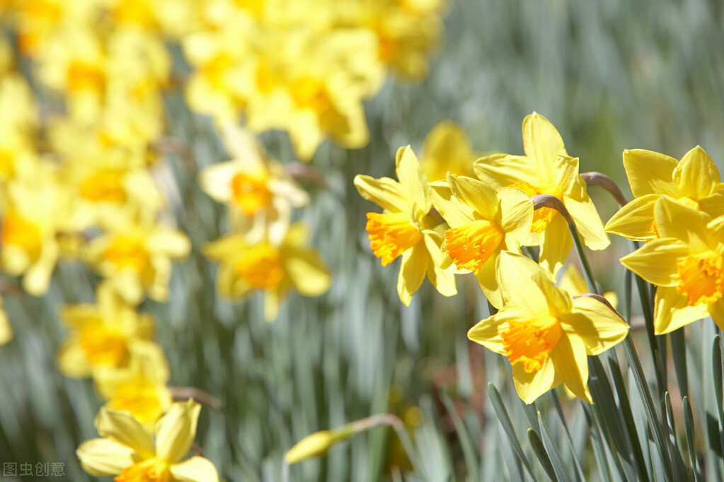 每个十一月生日对应的生日花,365天每天代表生日的花有哪些