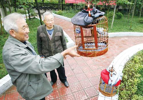 养鸟人10年后的感受,浅谈养鸟的生理与心理的护理