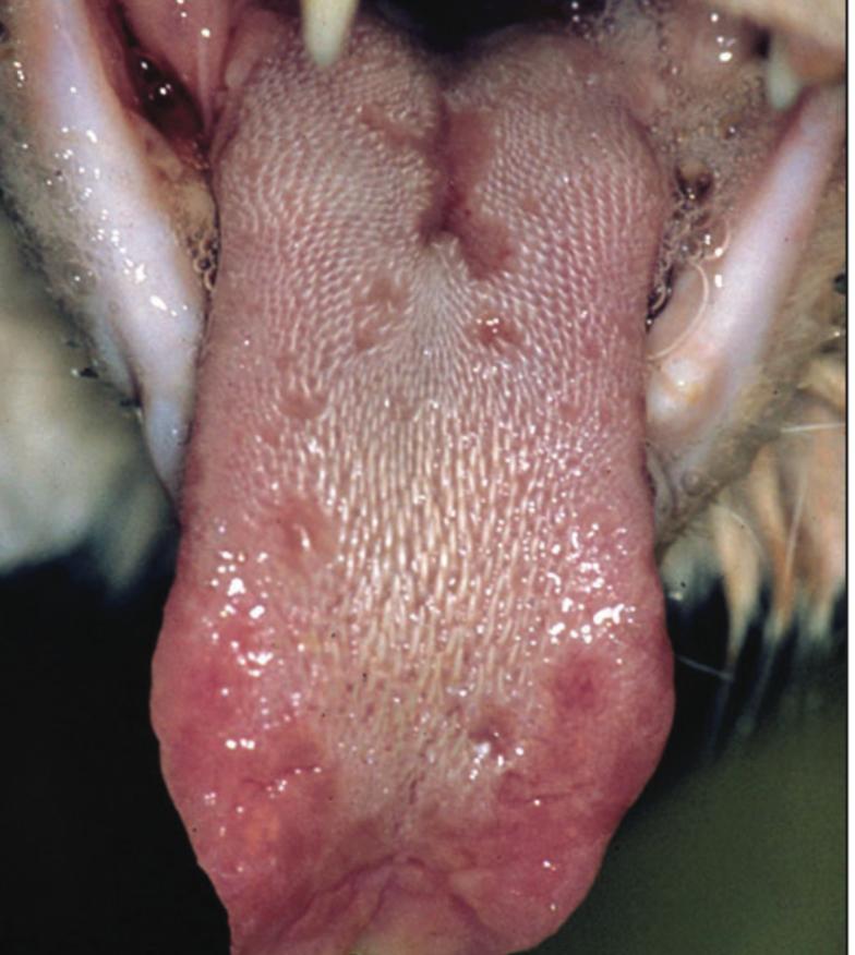 猫咪舌头有溃疡，怎么办？