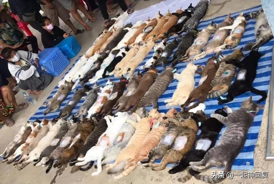 绝育猫的蛋蛋怎么处理,绝育后的猫蛋蛋怎么处理