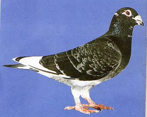 趁早淘汰那些没有未来的鸽子！