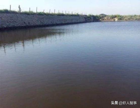 龙虾养殖青苔怎么清理,龙虾塘水草发黄怎么补救