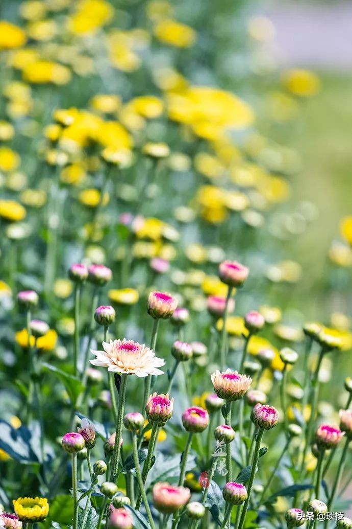 春风十里不如你,这些花海在国庆期间盛放,不要错过了