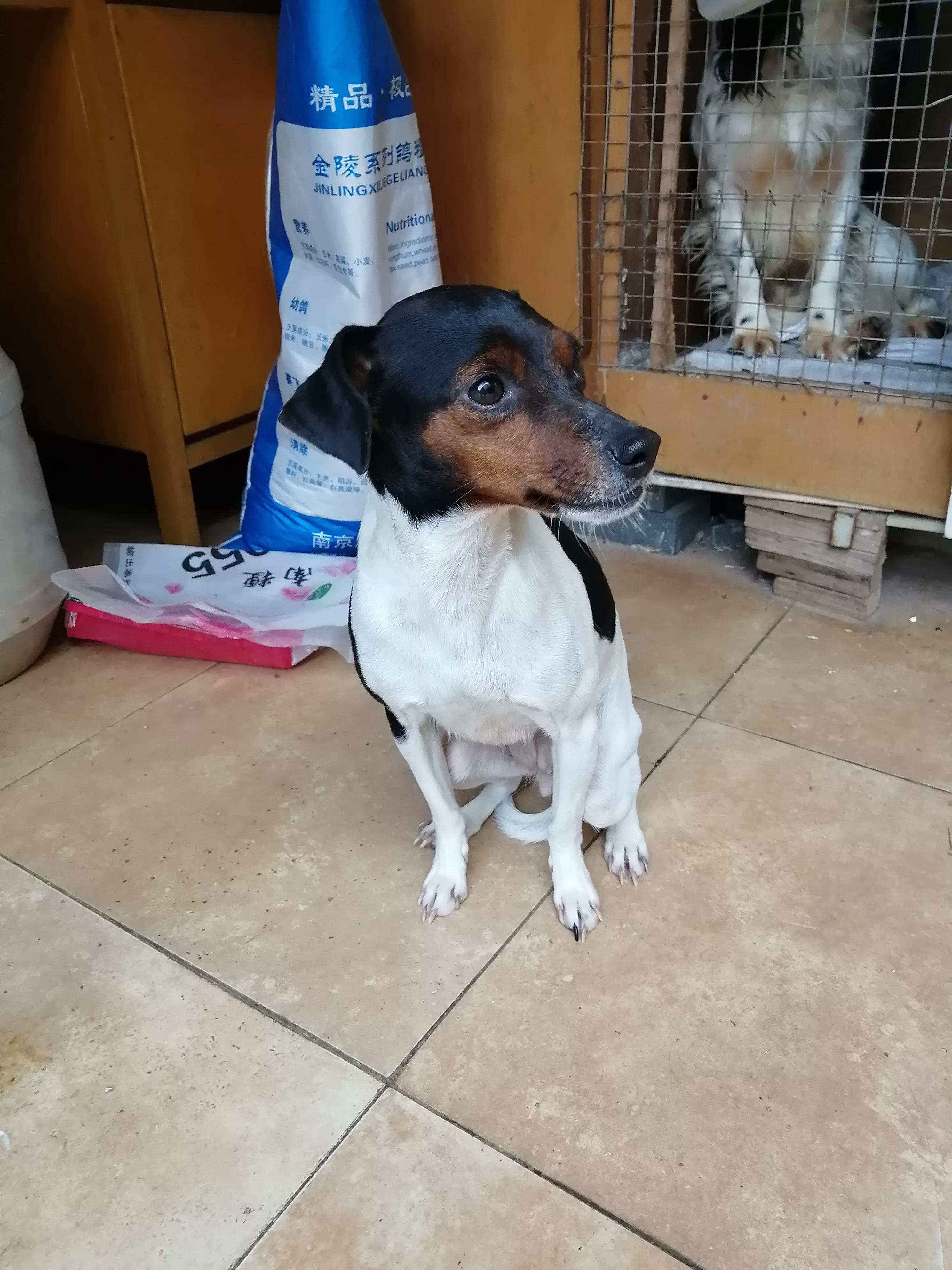 黄鼠狼忌语,黄鼠狼讲话