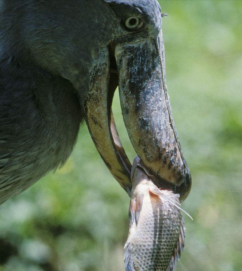 别小看又呆又傻的鲸头鹳，其实连鳄鱼都害怕这种蠢萌可爱的家伙