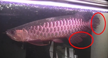 小龙鱼疾病,龙鱼突发疾病