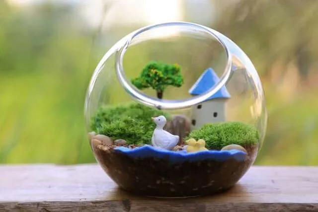 苔藓植物怎么养护,苔藓怎么养才是最好的